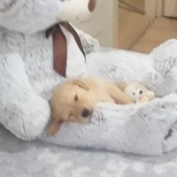 Golden Retriever, Köpek  Siz koyun fotoğrafı