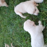 Golden Retriever, Köpek  Siz koyun fotoğrafı
