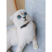 Scottish Fold, Kedi  LENA fotoğrafı