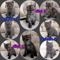 Scottish Fold, Kedi  Paşam fotoğrafı