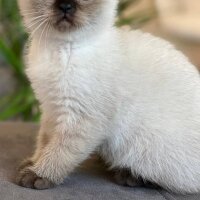 Scottish Fold, Kedi  Aaa fotoğrafı