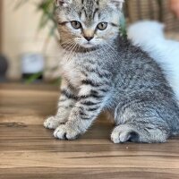 Scottish Fold, Kedi  Aaa fotoğrafı