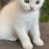 Scottish Fold, Kedi  Aaa fotoğrafı