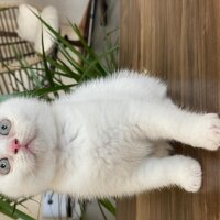 Scottish Fold, Kedi  Aaa fotoğrafı