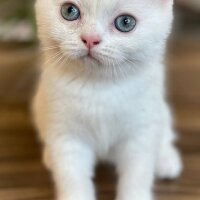 Scottish Fold, Kedi  Aaa fotoğrafı