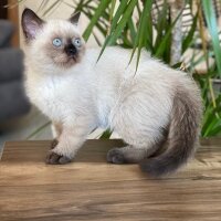 Scottish Fold, Kedi  Aaa fotoğrafı