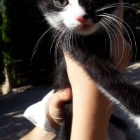 Tekir Kedi, Kedi  Karam fotoğrafı