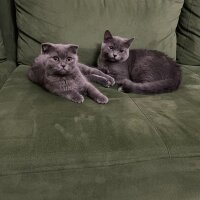 British Shorthair, Kedi  Duman fotoğrafı