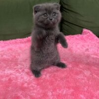 British Shorthair, Kedi  Duman fotoğrafı