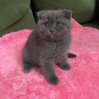 British Shorthair, Kedi  Duman fotoğrafı