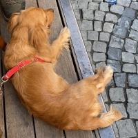 Amerikan Cocker Spaniel, Köpek  venüs fotoğrafı