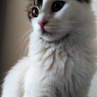 Tekir Kedi, Kedi  Prenses fotoğrafı
