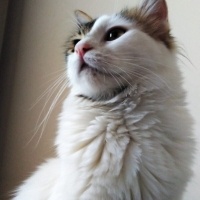 Tekir Kedi, Kedi  Prenses fotoğrafı