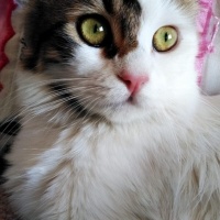 Tekir Kedi, Kedi  Prenses fotoğrafı