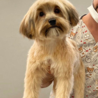 Yorkshire Terrier, Köpek  Ares fotoğrafı