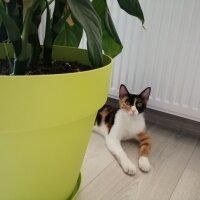 Tekir Kedi, Kedi  ponçik fotoğrafı