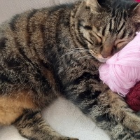 Bengal, Kedi  Boncuk fotoğrafı