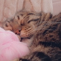 Bengal, Kedi  Boncuk fotoğrafı