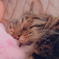 Bengal, Kedi  Boncuk fotoğrafı