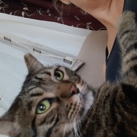 Bengal, Kedi  Boncuk fotoğrafı