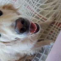Golden Retriever, Köpek  Arwen fotoğrafı