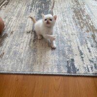 British Shorthair, Kedi  British shorthair 2 erkek yavru sahiplendirme fotoğrafı