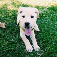 Golden Retriever, Köpek  Risus fotoğrafı