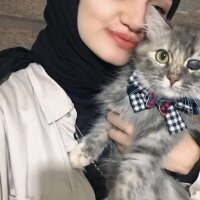 İran Kedisi (Persian), Kedi  Pamuk fotoğrafı