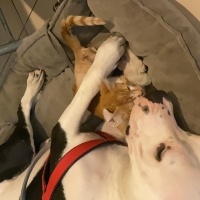 Amerikan Staffordshire Terrier, Köpek  Simba fotoğrafı