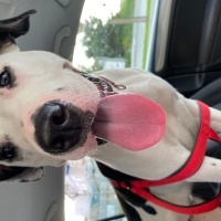 Amerikan Staffordshire Terrier, Köpek  Simba fotoğrafı
