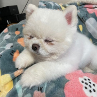 Pomeranyalı, Köpek  Koko fotoğrafı