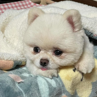 Pomeranyalı, Köpek  Koko fotoğrafı
