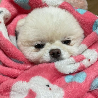 Pomeranyalı, Köpek  Koko fotoğrafı