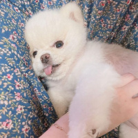 Pomeranyalı, Köpek  Koko fotoğrafı