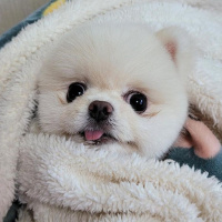 Pomeranyalı, Köpek  Koko fotoğrafı