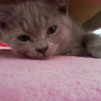 British Shorthair, Kedi  Haydut fotoğrafı