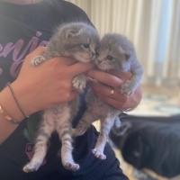 Scottish Fold, Kedi  scottish fold fotoğrafı