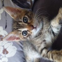 Tekir Kedi, Kedi  bayram ve sütlaç fotoğrafı