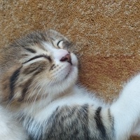 Tekir Kedi, Kedi  bayram ve sütlaç fotoğrafı
