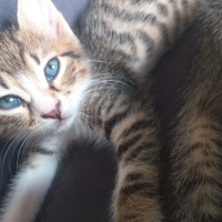 Tekir Kedi, Kedi  bayram ve sütlaç fotoğrafı