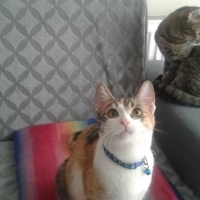York Chocolate, Kedi  Papatya fotoğrafı