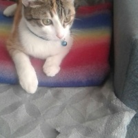 York Chocolate, Kedi  Papatya fotoğrafı