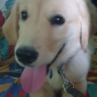 Golden Retriever, Köpek  Rex fotoğrafı