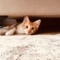 Sarman, Kedi  Balım fotoğrafı