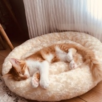 Sarman, Kedi  Balım fotoğrafı
