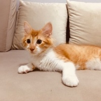 Sarman, Kedi  Balım fotoğrafı