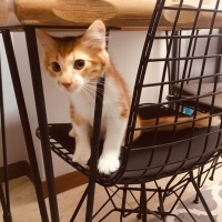 Sarman, Kedi  Balım fotoğrafı
