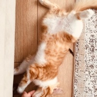Sarman, Kedi  Balım fotoğrafı