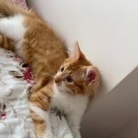 Sarman, Kedi  Balım fotoğrafı