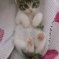Tekir Kedi, Kedi  Boncuk fotoğrafı